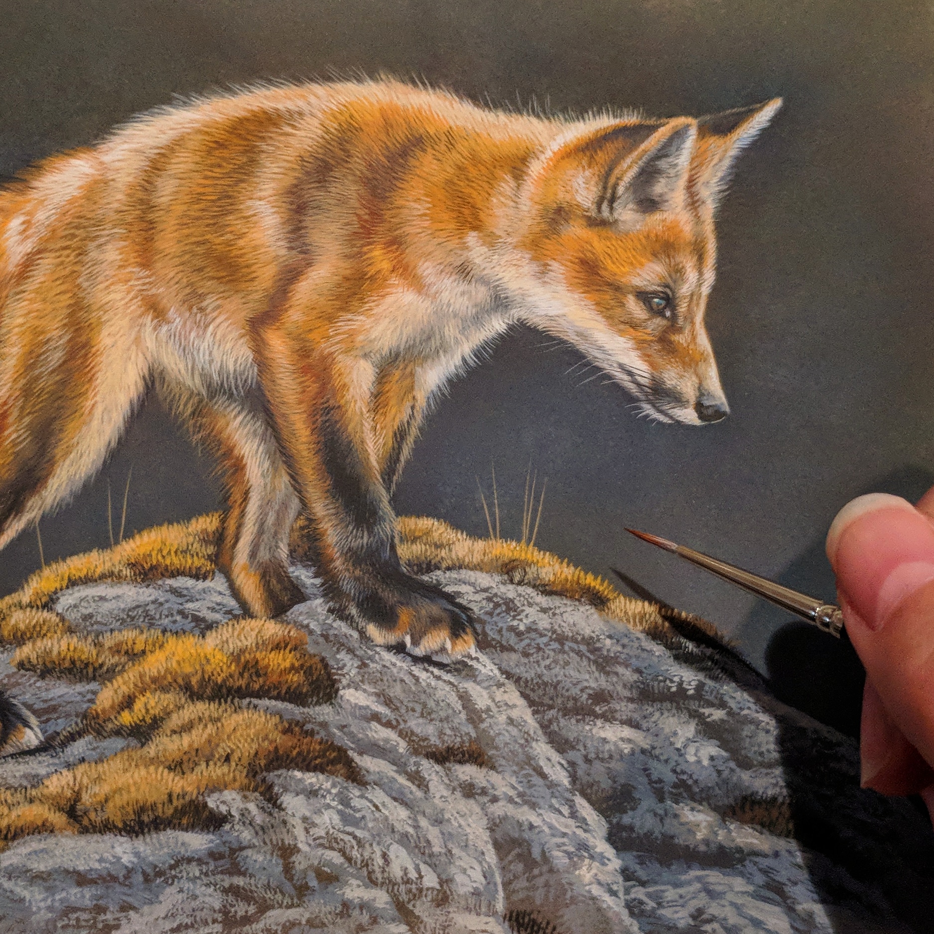 Red Fox Kit Watercolor by Rebecca Latham