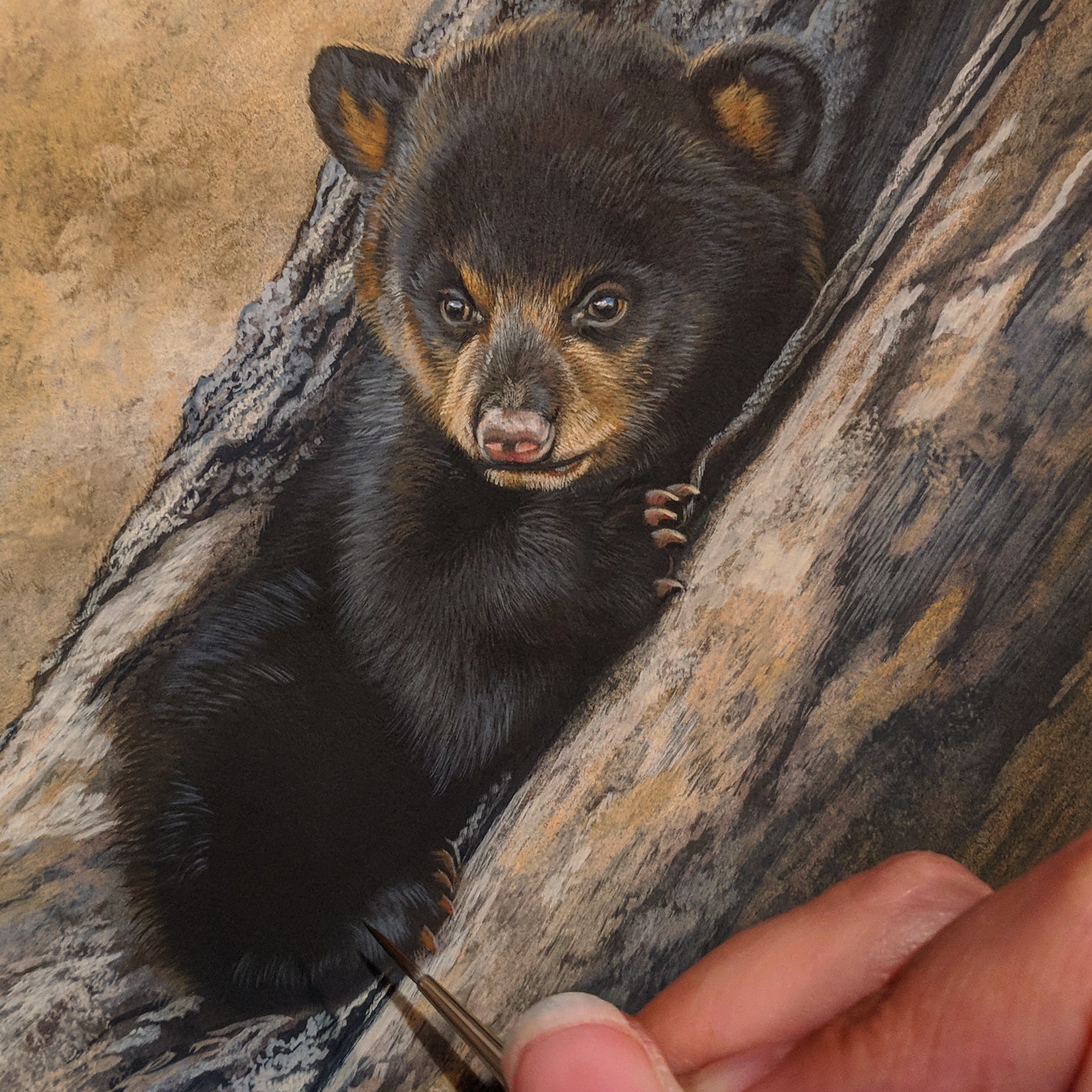 Black Bear Cub Watercolor by Rebecca Latham