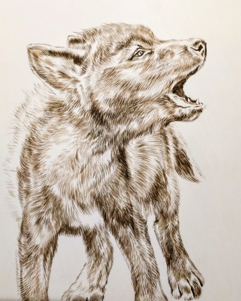 wolf puppy sketches