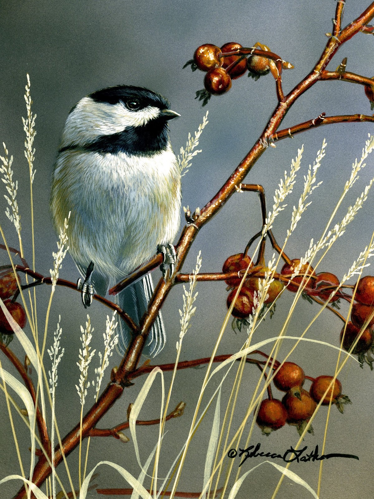 Rosy Perch - Chickadee - Opaque & transparent watercolor on museum board, Rebecca Latham