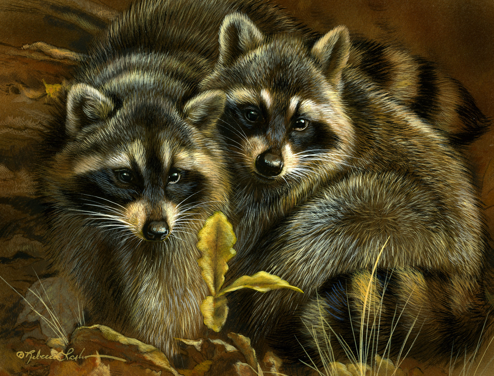Little Bandits - Raccoon Cubs, Rebecca Latham