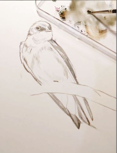 Tree Swallow – Video Starting a Watercolor