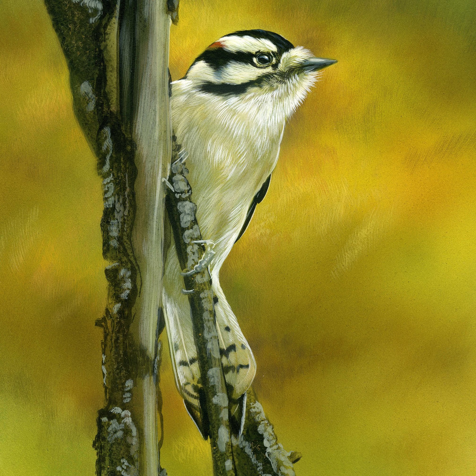 Downy Woodpecker, Opaque and transparent watercolor on museum board, Rebecca Latham