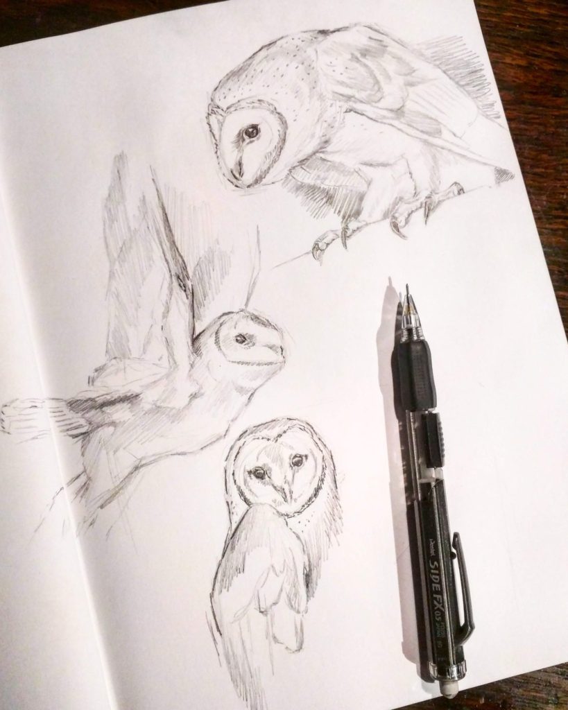 Barn Owls Pencil Sketch, Rebecca Latham