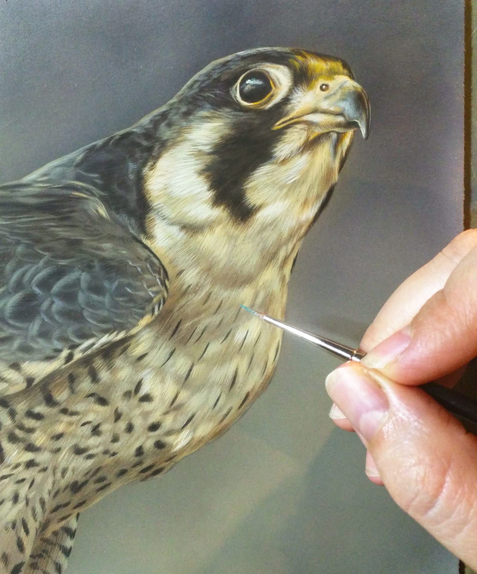 Peregrine Falcon, Opaque & transparent watercolor on museum board