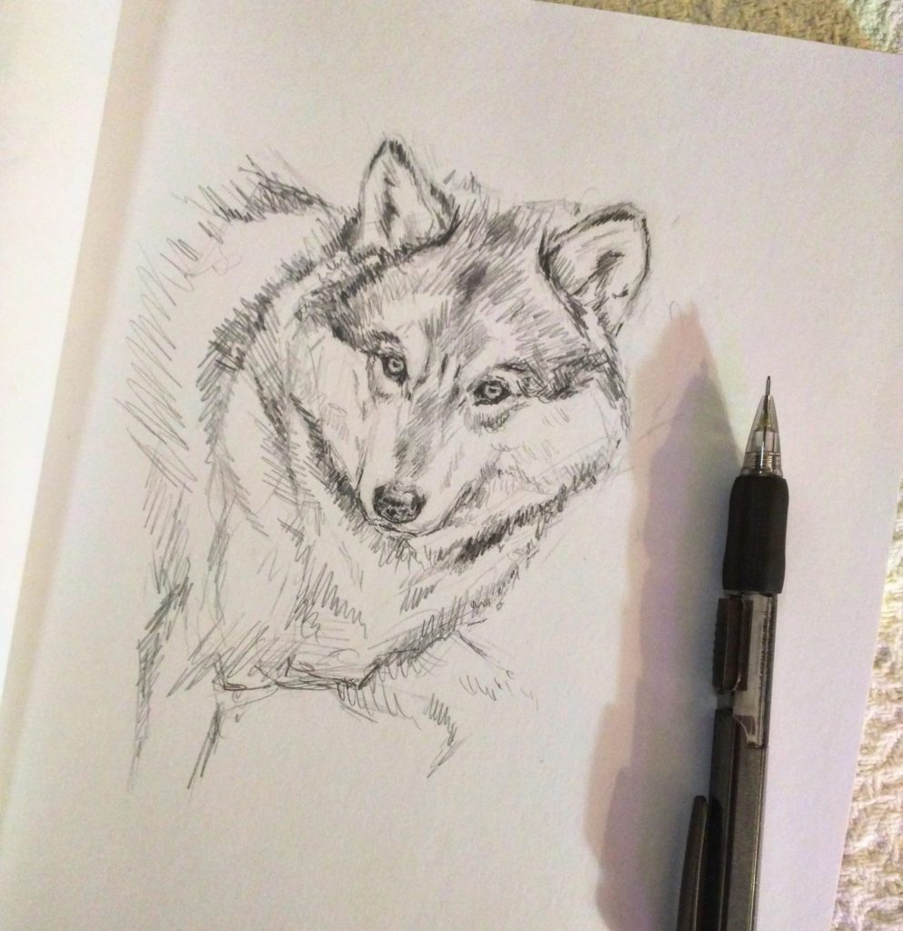 Wolf Sketch Rebecca Latham