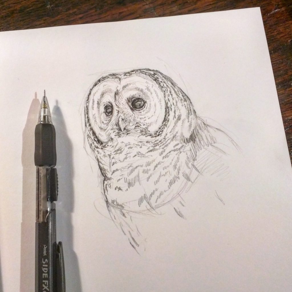 Barred Owl Pencil Sketch, Rebecca Latham
