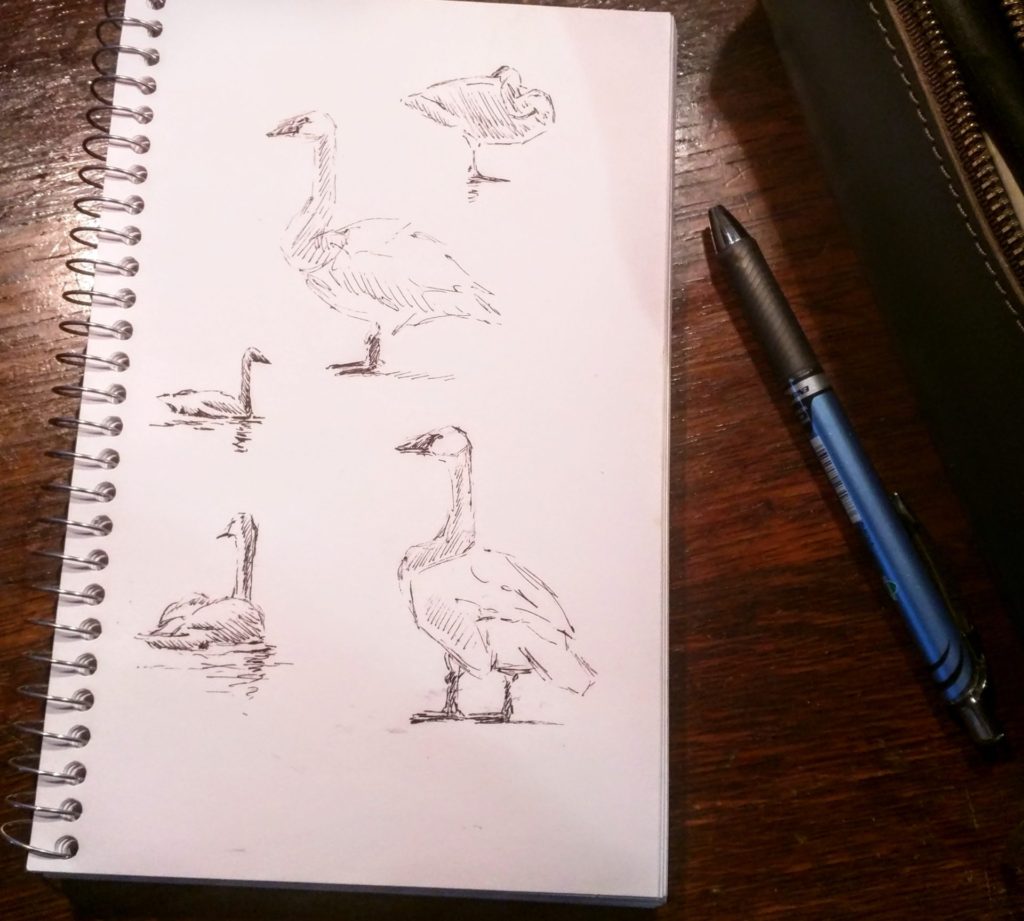 Rebecca Latham - Trumpeter Swans wintering, ink skechbook