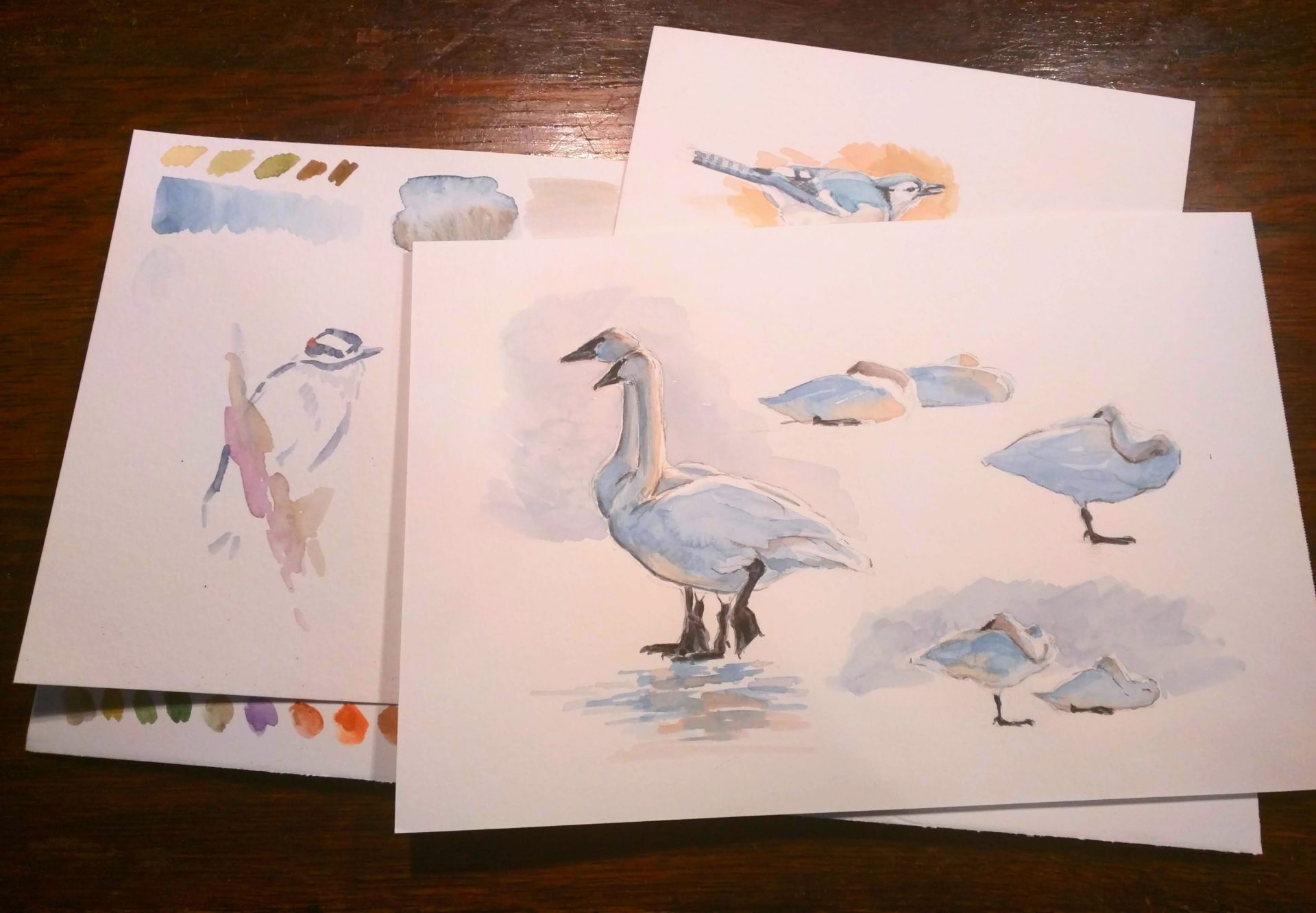 Rebecca Latham - Trumpeter Swans wintering and songbirds, transparent watercolor sketch