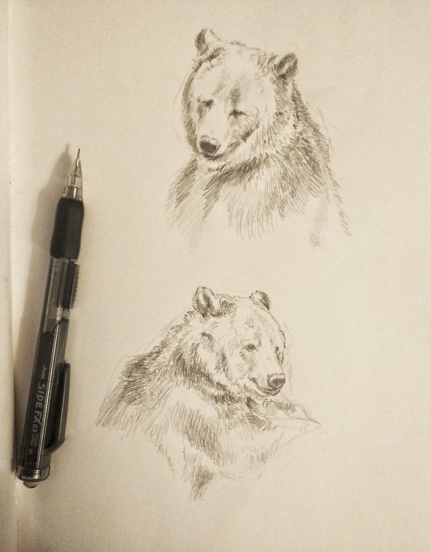 Grizzly Bears, pencil sketches Rebecca Latham