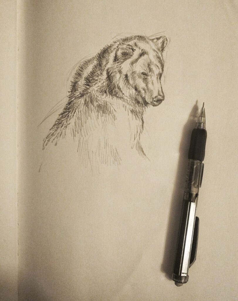 Grizzly Bear, pencil sketch Rebecca Latham