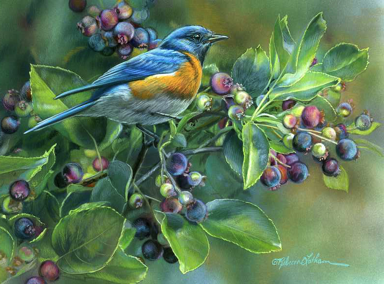 Blueberry Delight - Bluebird, Rebecca Latham
