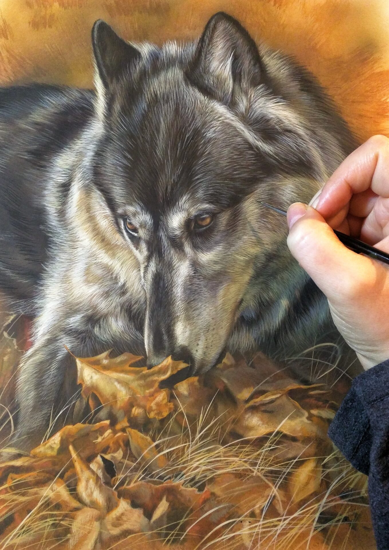 Black Wolf in Autumn Leaves