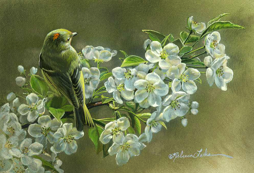 Ruby Perch - Ruby Crowned Kinglet, opaque & transparent watercolor on board, 4.5x6.5in
