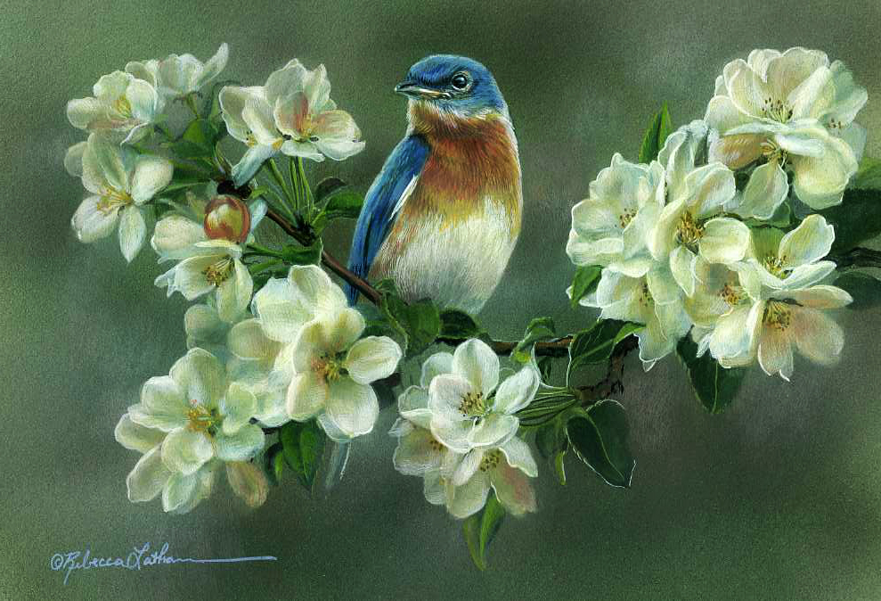 Blossom Blues - Eastern Bluebird, opaque & transparent watercolor on board, 4.5x6.5in