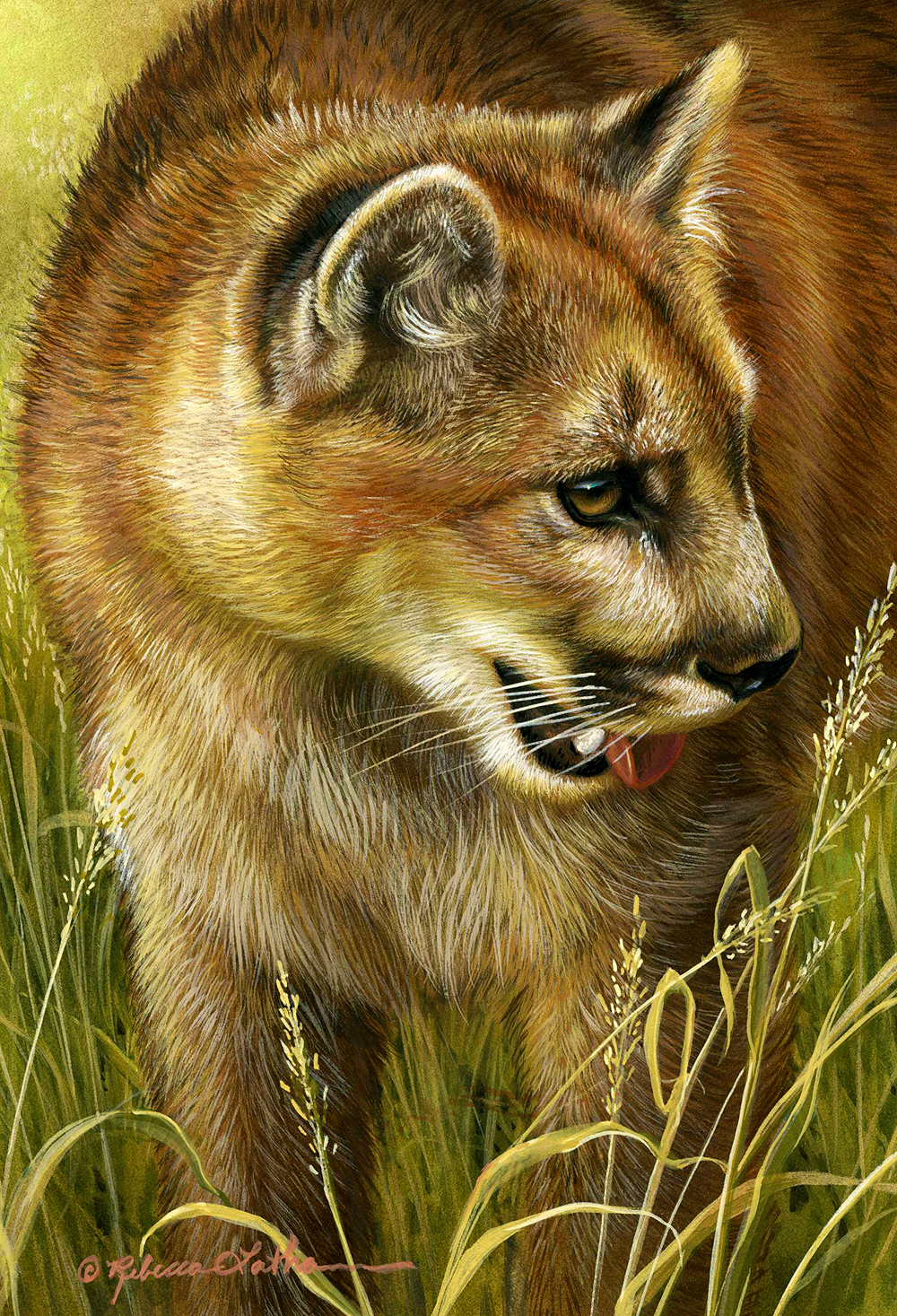 Mountain Lion Musing, opaque & transparent watercolor on board, 4.5x6.5in