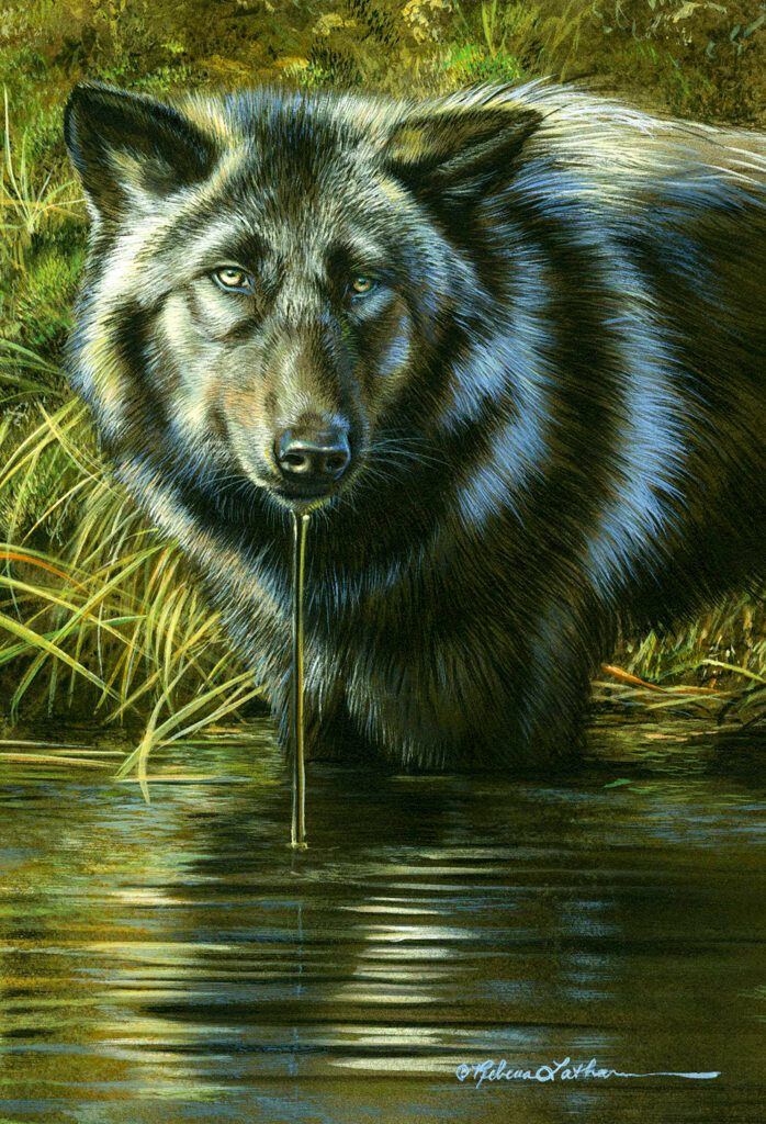 Morning Refreshment - Black Wolf, opaque & transparent watercolor on board, 4.5x6.5in