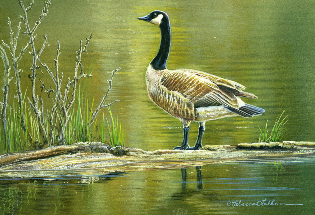Canadian Waters - Canada Goose, opaque & transparent watercolor on board, 4.5x6.5in