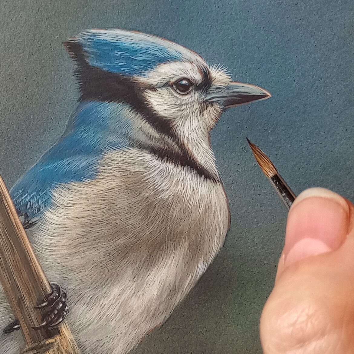 Blue Jay in Progress – Rebecca Latham