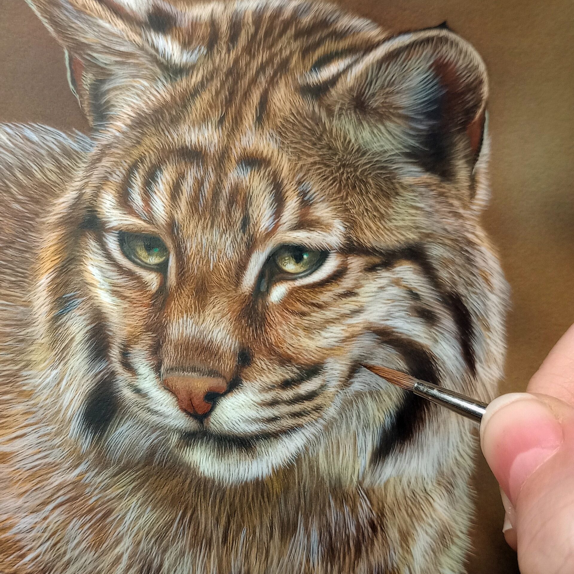 New Bobcat Painting