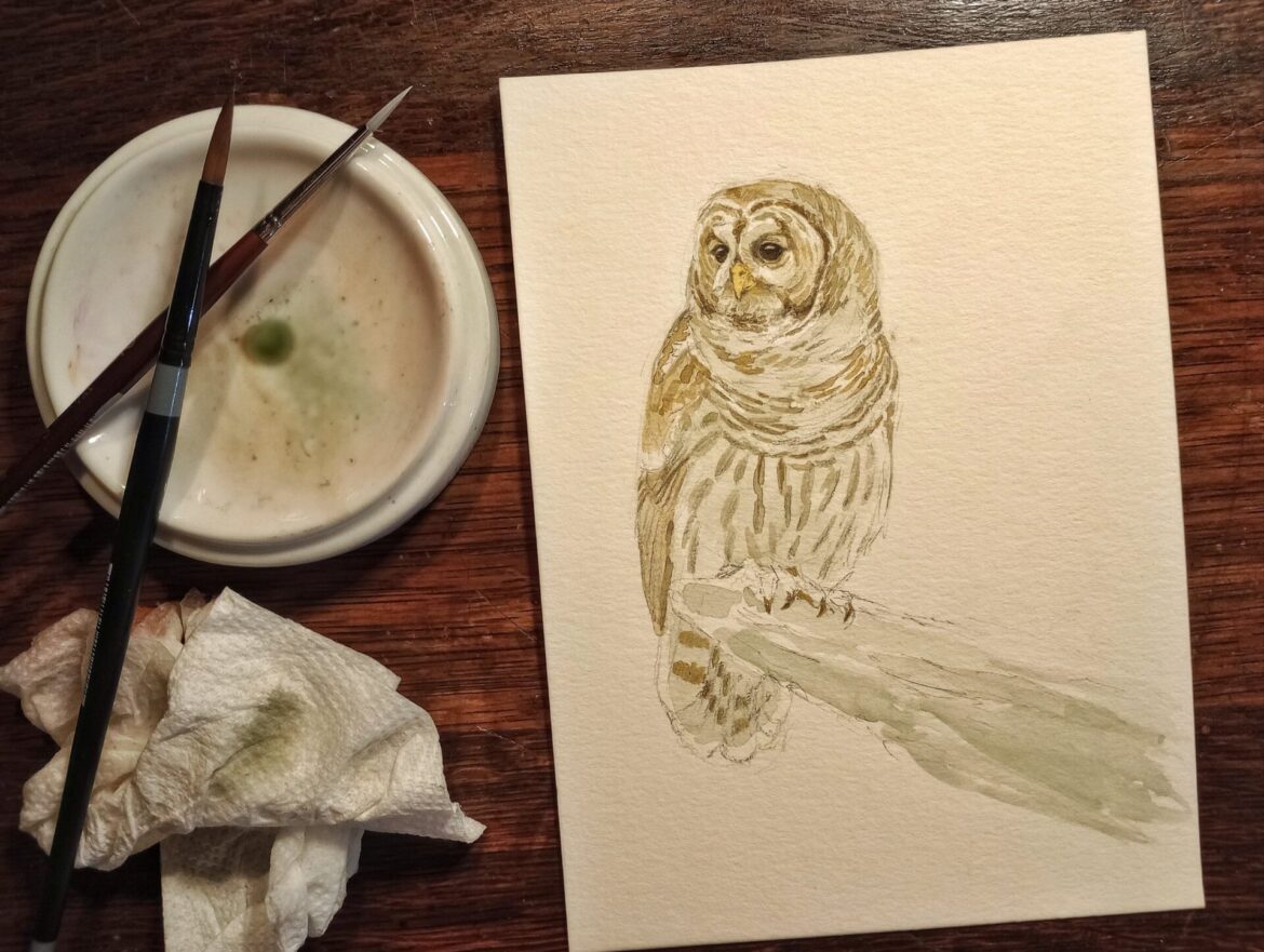 Observations of Owls