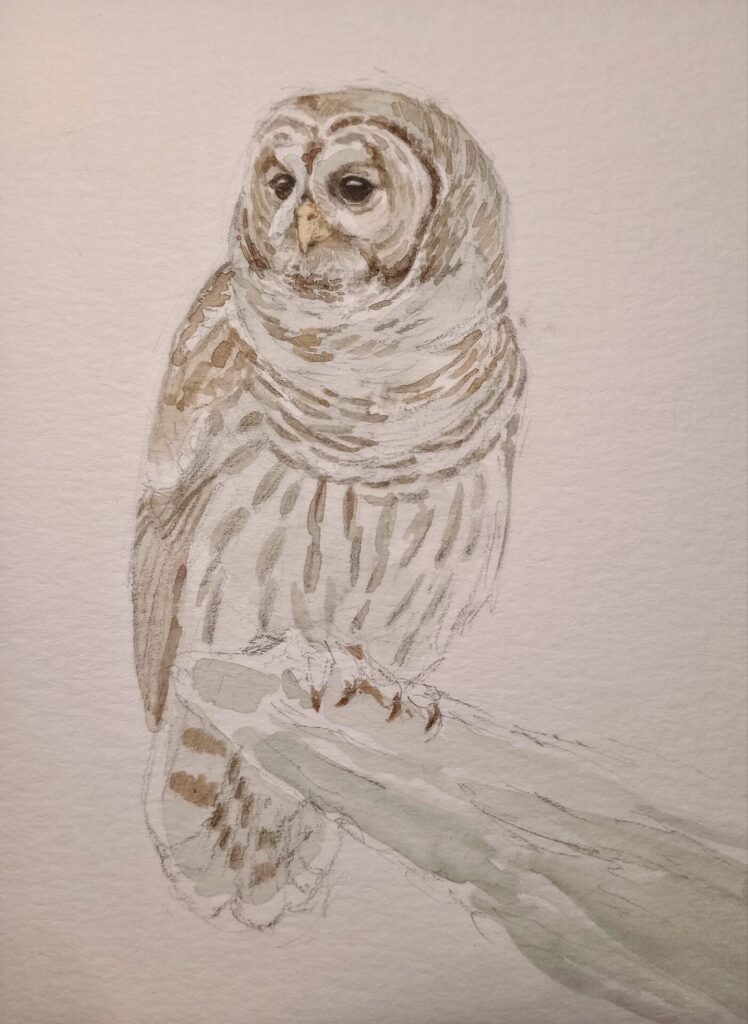 Barred Owl transparent watercolor sketch study by Rebecca Latham, copyright all rights reserved.