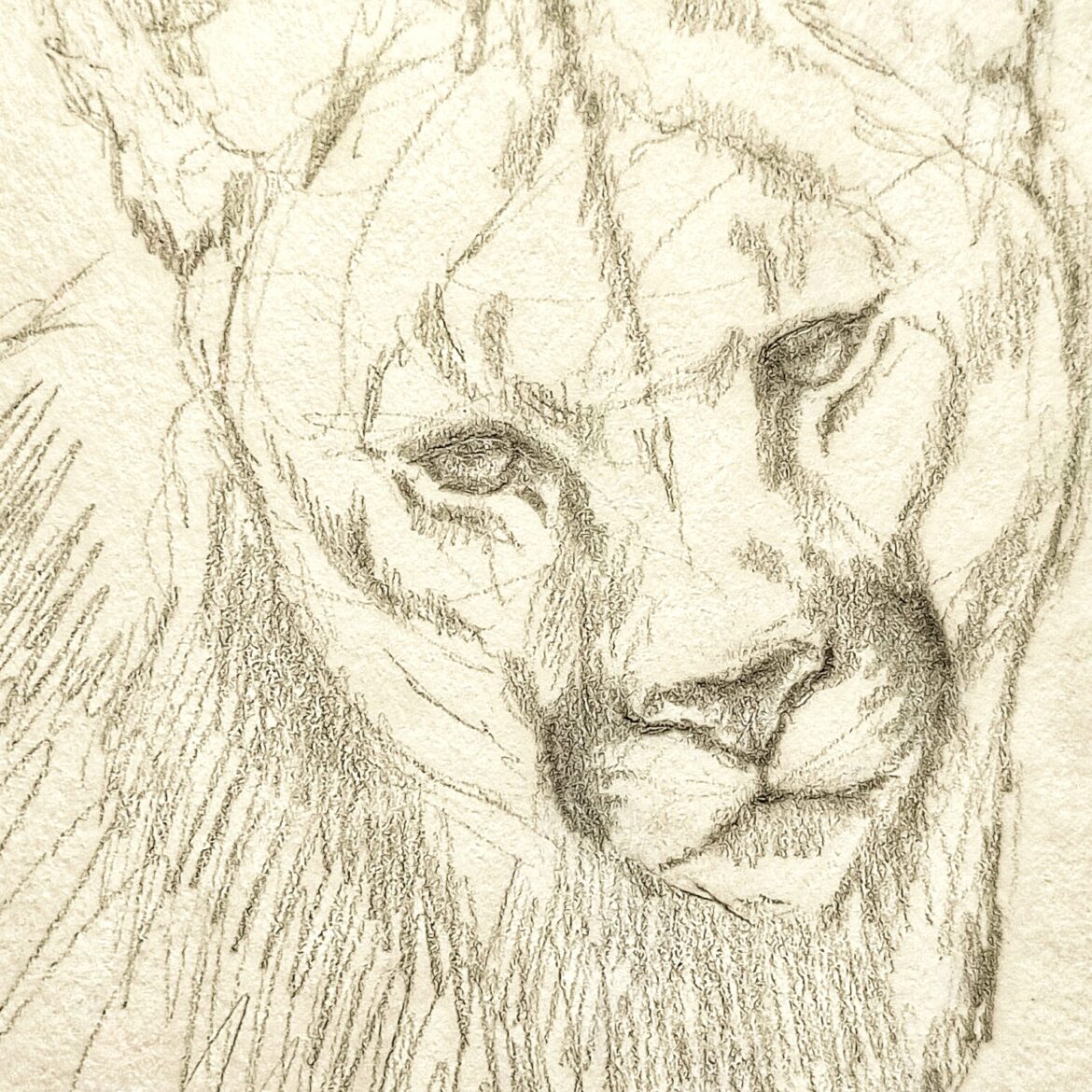 “Sketching the Essence: Capturing the Grace and Power of the Mountain Lion”