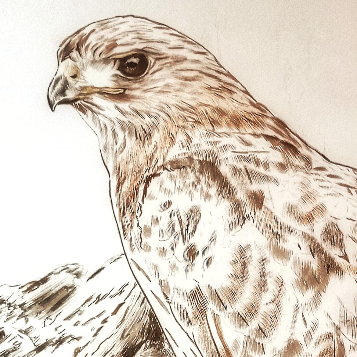 A Journey into the World of Birds of Prey: Capturing the Majesty of the Red-Tailed Hawk