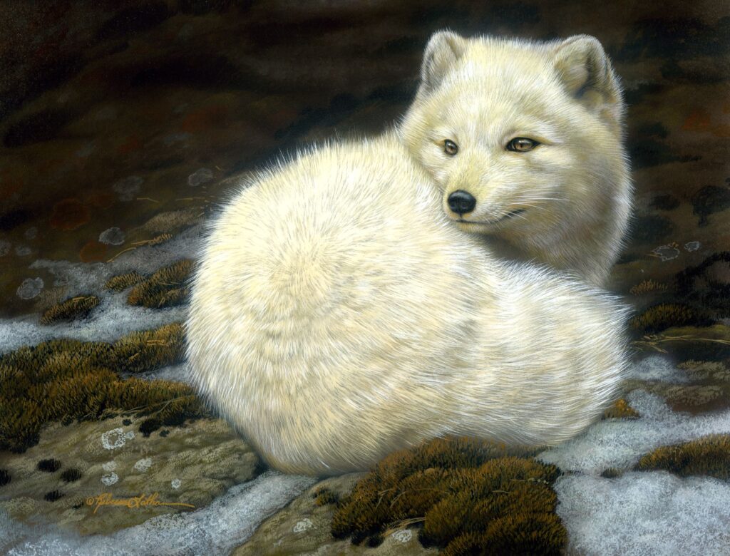 Arctic Vigilance - Arctic Fox