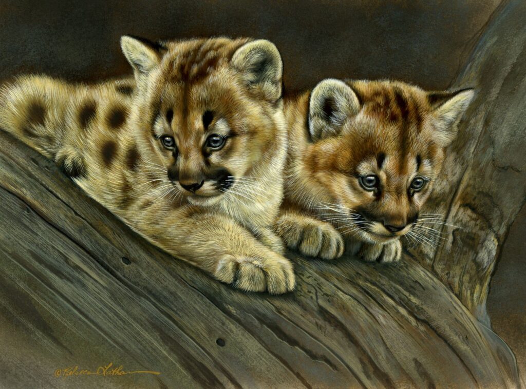 Wonder - Mountain Lion Kittens