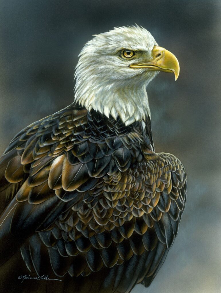 Reposed - American Bald Eagle