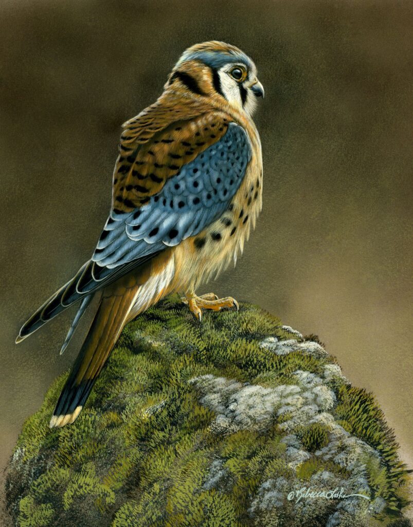 Watchful - American Kestrel