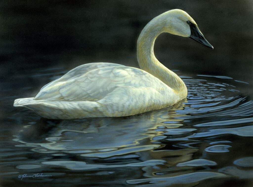 Shadow Glow Trumpeter Swan