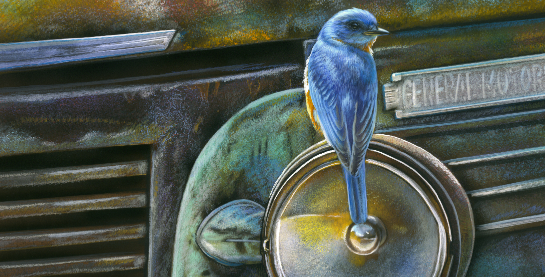 Blue Light Special (Eastern Bluebird) watercolor on museum board by Rebecca Latham