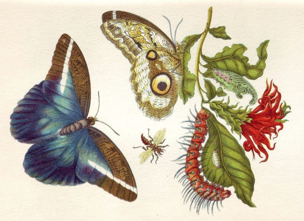 Looking Back in History – Maria Sibylla Merian: A Legacy of Nature Art and Family Collaboration