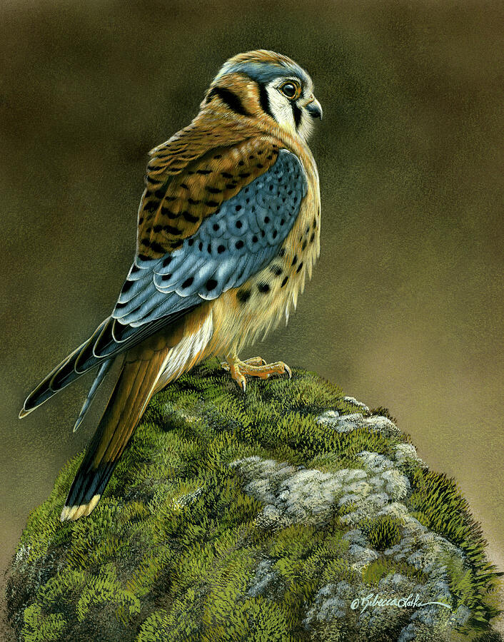 Watchful - American Kestrel, Rebecca Latham