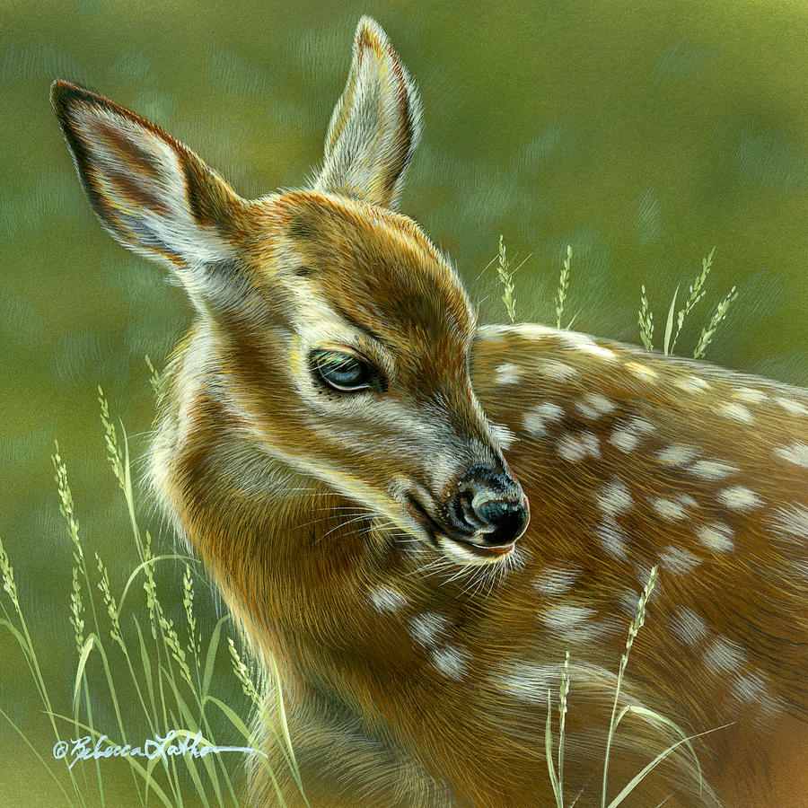 Spring Dreams - Fawn Rebecca Latham