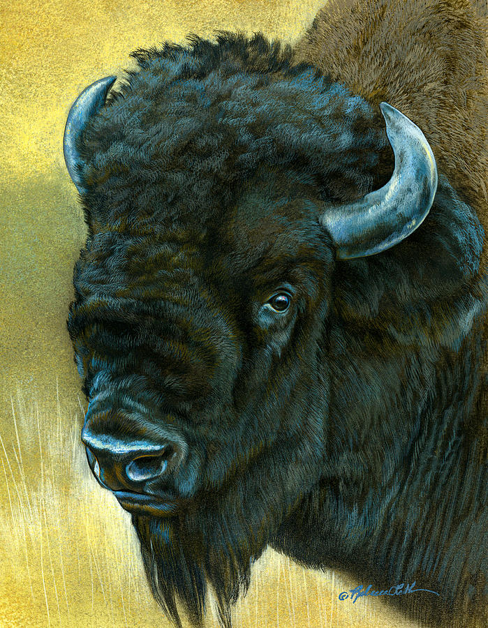 Bison in the Badlands: A Timeless Presence