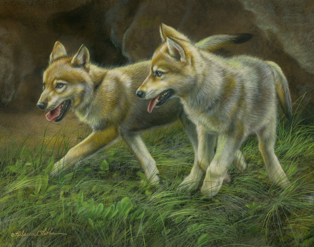 Quiet Wonder - Wolf Puppies, 11" x 14", Opaque & transparent watercolor on museum board, Rebecca Latham