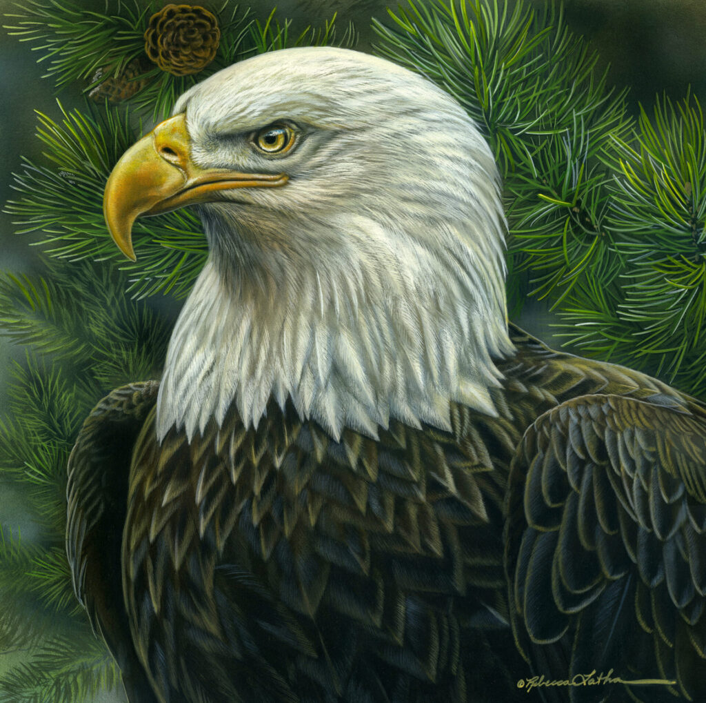 Noble Spirit - American Bald Eagle, 11.5" x 11.5" Opaque & transparent watercolor on museum board, Rebecca Latham
