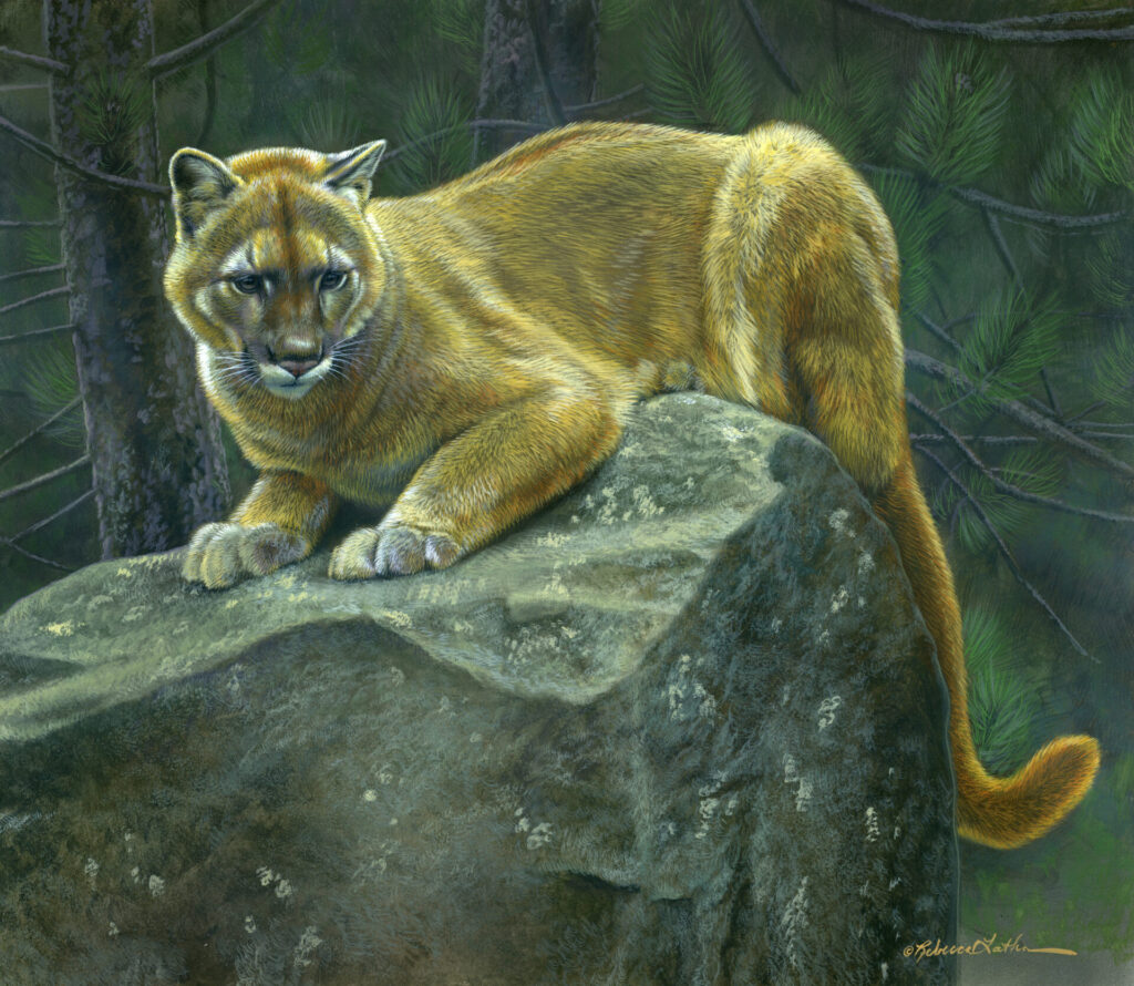 Twilight Guardian - Mountain Lion, 13" x 15" Opaque & transparent watercolor on museum board, Rebecca Latham