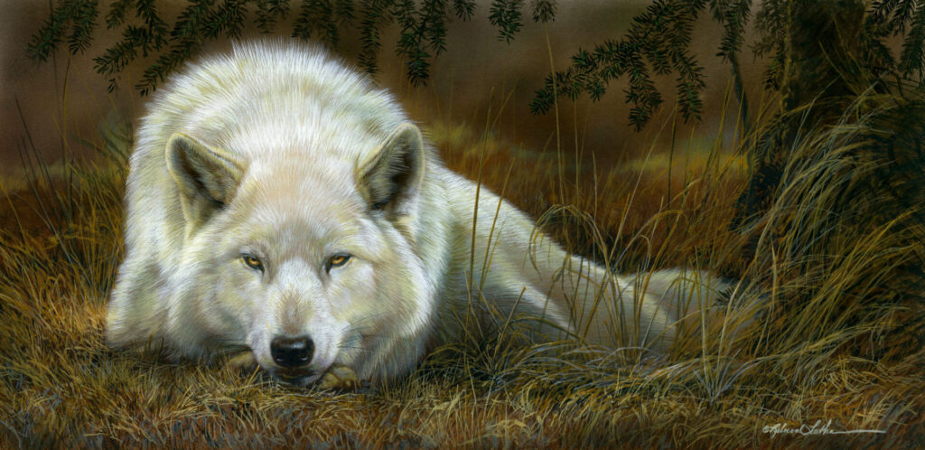 Evergreen Shadows - White Wolf, 9.5”x19.5” Opaque & transparent watercolor on museum board, Rebecca Latham