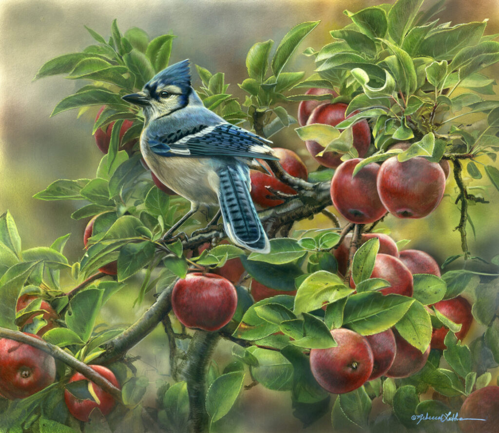 Orchard Haven - Blue Jay, 16.25" x 19.25", Opaque & transparent watercolor on museum board, Rebecca Latham