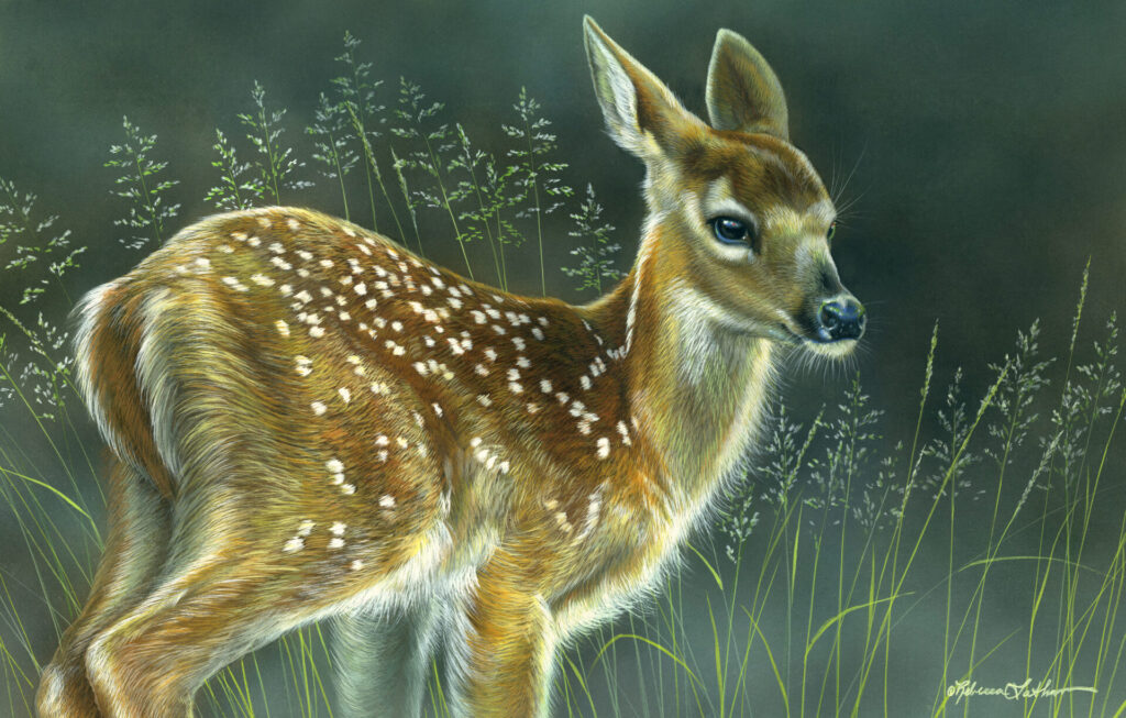 Innocent Eyes - Whitetail Fawn, 9.5" x 15.5", Opaque & transparent watercolor on museum board, Rebecca Latham