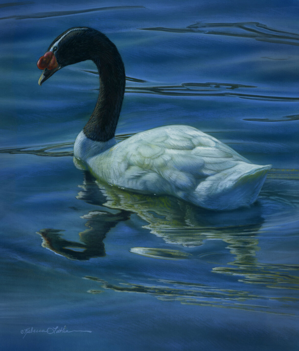 Illuminated Grace – Black Necked Swan, Opaque & transparent watercolor on museum board, Rebecca Latham