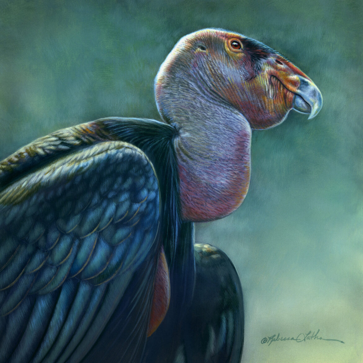 Regal Majesty – California Condor: Bearing Witness to Renewal