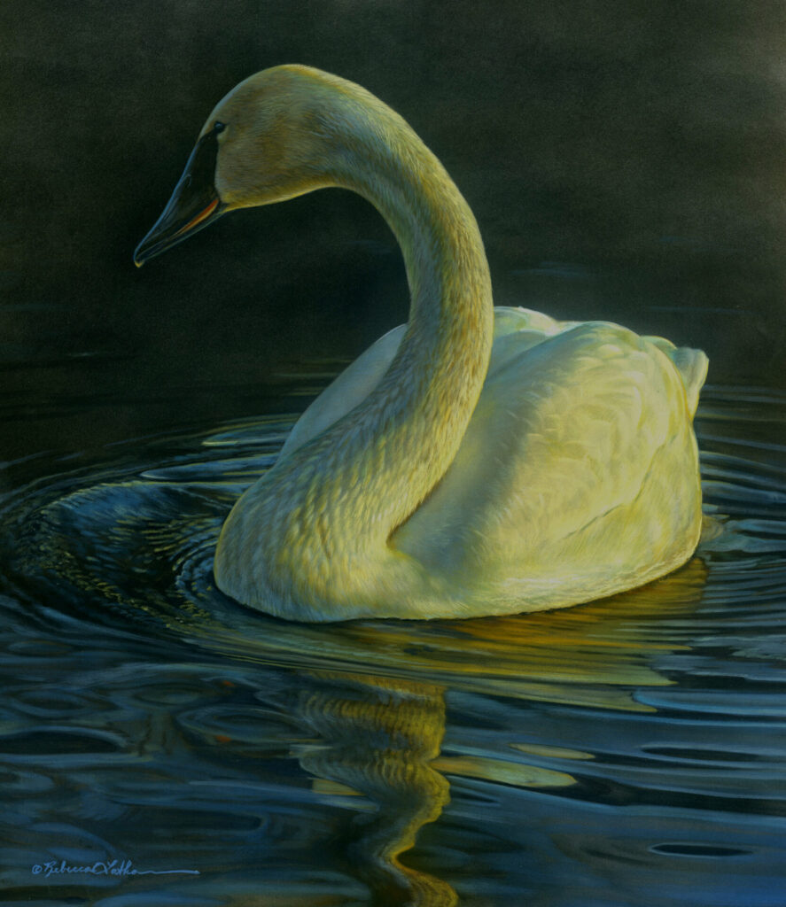 Rebecca Latham, Radiant Serenity - Trumpeter Swan, 13x17, Opaque & Transparent Watercolor on Museum Board