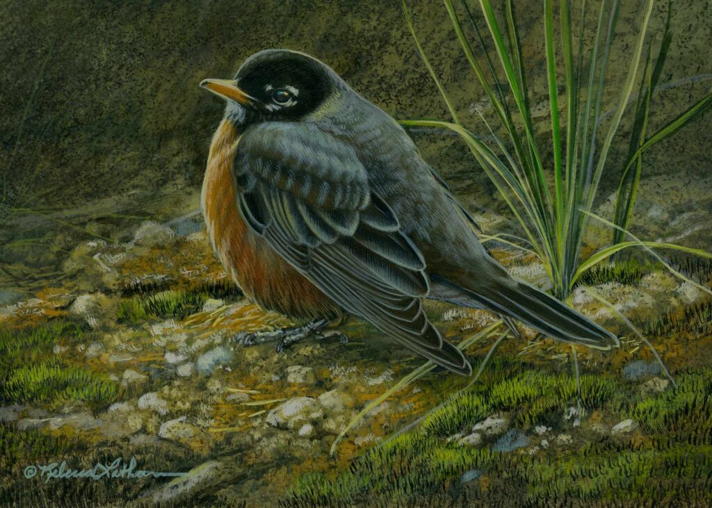 Robin's Solitude, Opaque & transparent watercolor on museum board, Rebecca Latham