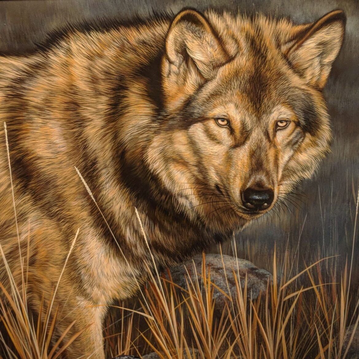 Wolves Hunting in Yellowstone: A Study in Strategy and Survival