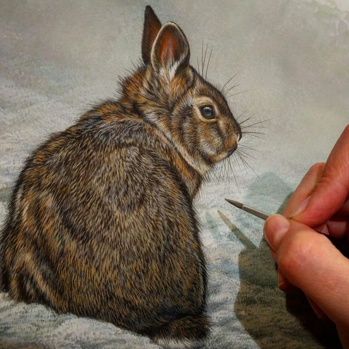 Cottontail Rabbit, Rebecca Latham, Opaque & transparent watercolor on museum board